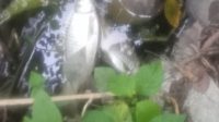 APH-DLH Diminta Turun Lapangan, Ribuan Ikan Mati di Bolmong
