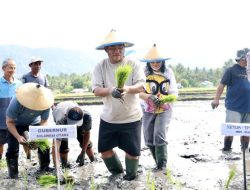 Sukseskan Swasembada Pangan, YSK Turun Langsung Tanam Padi