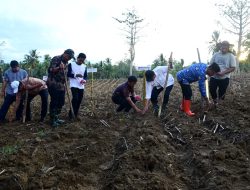 Sambut Peserta PENAS Petani dan Nelayan, Lahan GORR Ditanami Jagung