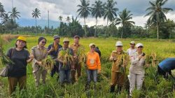 Topang Petani Lokal, Pemkab Minut Panen Raya Koptan Gotong Royong Merut