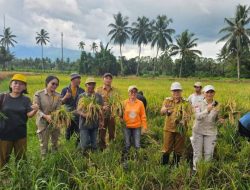Topang Petani Lokal, Pemkab Minut Panen Raya Koptan Gotong Royong Merut