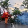 Cuaca Buruk Picu Pohon Tumbang, BPBD Kotamobagu Imbau Warga Waspada