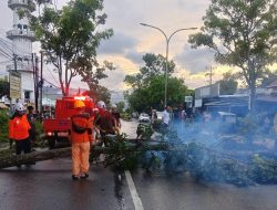 Cuaca Buruk Picu Pohon Tumbang, BPBD Kotamobagu Imbau Warga Waspada