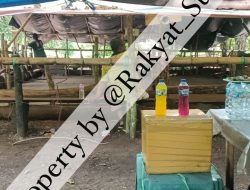 Judi Sabung Ayam di Minanga Berdiri Megah! Yuk Intip Kesaktian Pengelola
