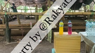 Judi Sabung Ayam di Minanga Berdiri Megah! Yuk Intip Kesaktian Pengelola