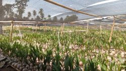 Tahap Satu, CV Angin Utara Sukses Salurkan 44.000 Bibit Kelapa di Minut