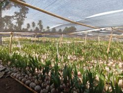 Tahap Satu, CV Angin Utara Sukses Salurkan 44.000 Bibit Kelapa di Minut