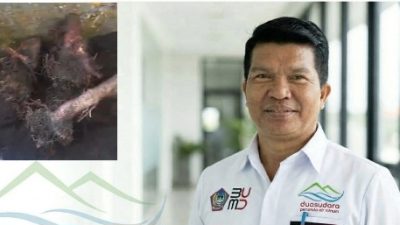 Bukan Kali Pertama, Akar Mahoni Kembali Rusak Pipa Perumda Duasudara Bitung