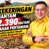 Kekeringan Hantam 2.390 Hektare Lahan Pertanian, Politisi Golkar Desak Pemkab Bergerak Cepat